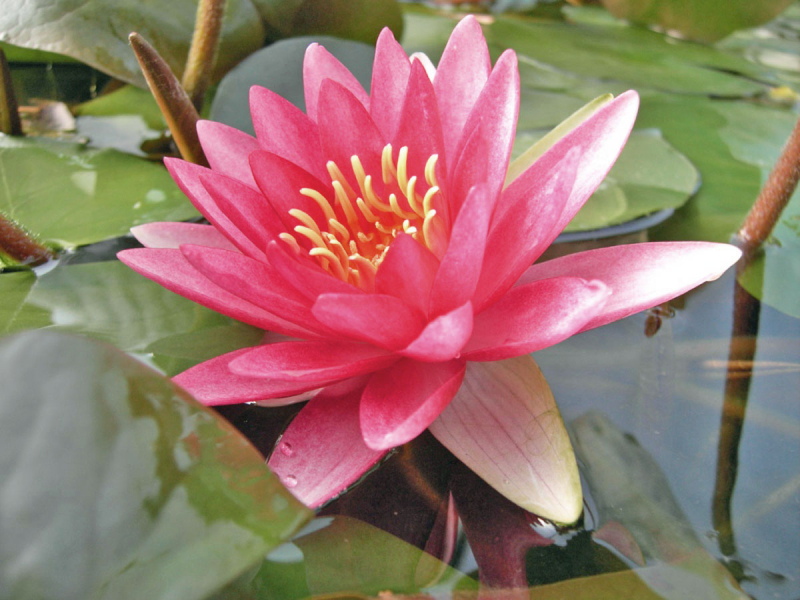 Preview: Nymphaea Attraction  rote Seerose